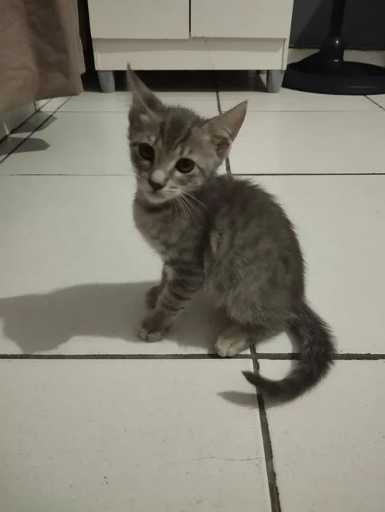 Três gatinhos fofinhos para adoção! - Foto 4