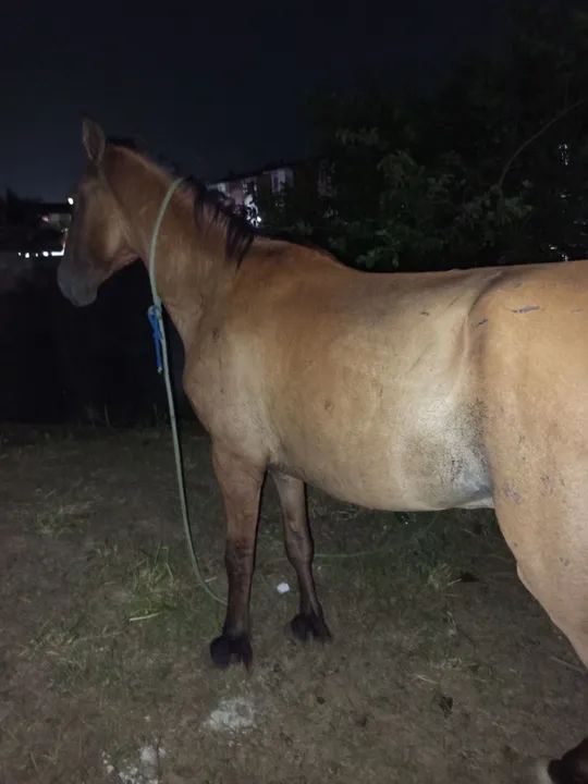 Cavalo com no máximo 3 anos - Foto 2