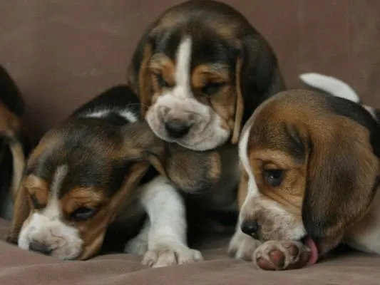Filhotes de Beagle na cor laranja, preto e branco | Garantia de saúde
