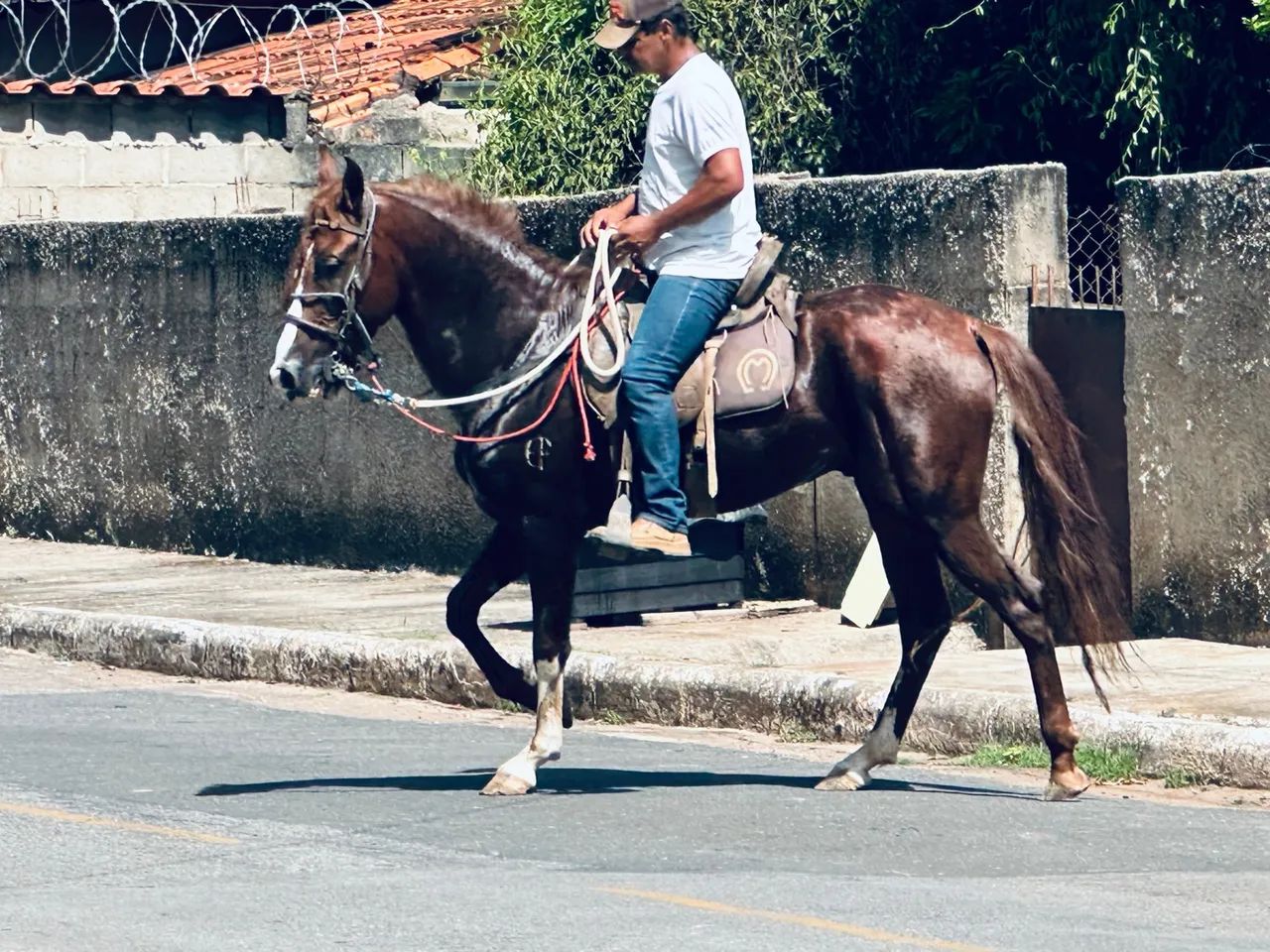 Mangalarga Marchador registrado LIRICO EF (Neto do famoso FATOR) - Foto 4