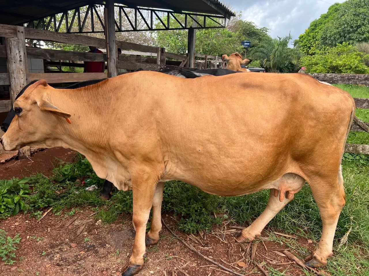 Vaca procedência leiteira  - Foto 3