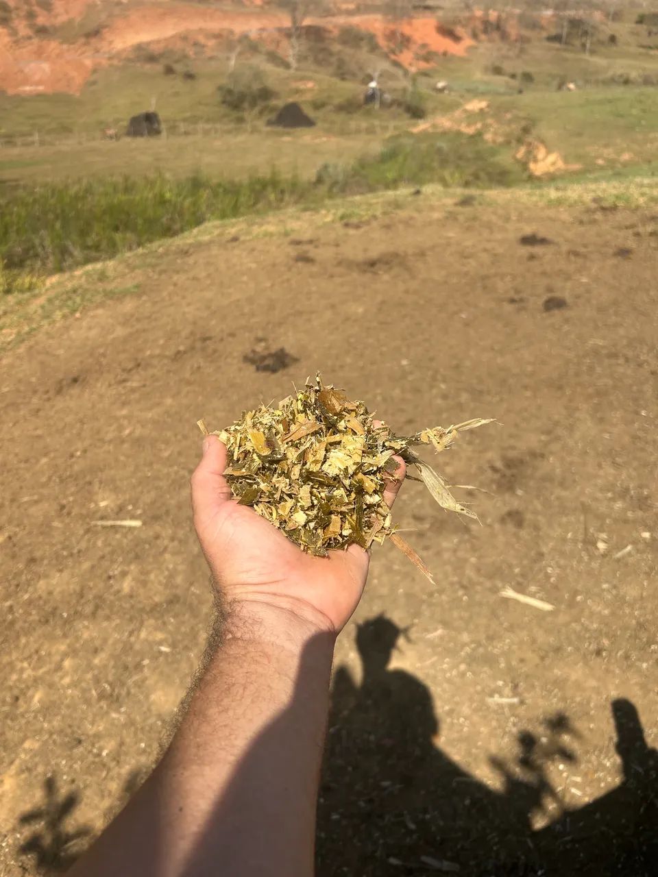 Silagem de milho 64309220546435120