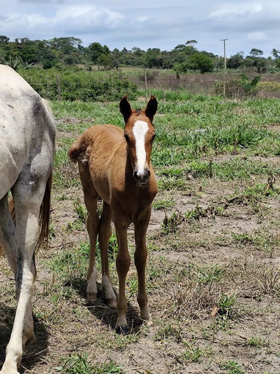 Égua Mangalarga  - Foto 5