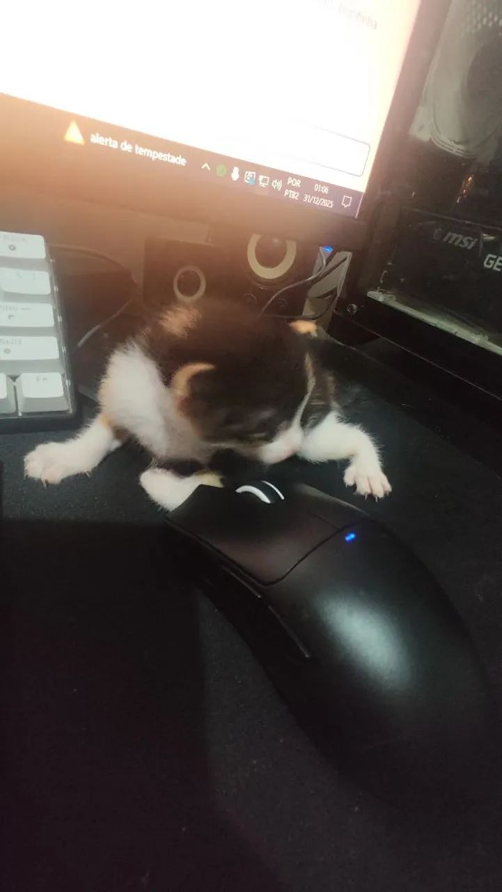 Doação de Gatos - Foto 4