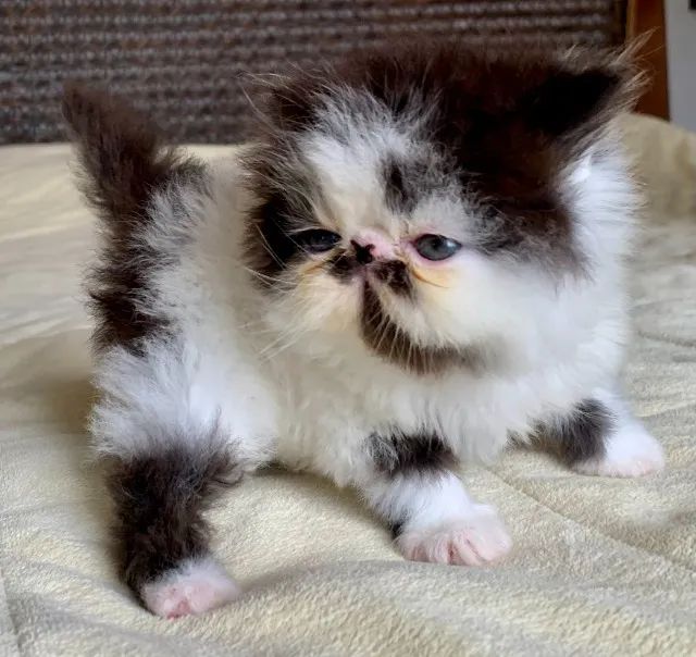 Show De Gata Persa filhote Feméa bicolor pelo longo extremada,C/37 Dia P/Reserva Linda - Foto 4