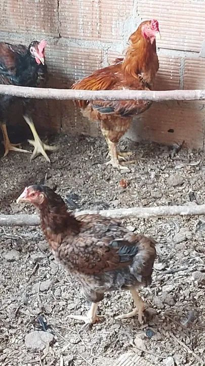 Aves selecionadas para criação últimas unidades 