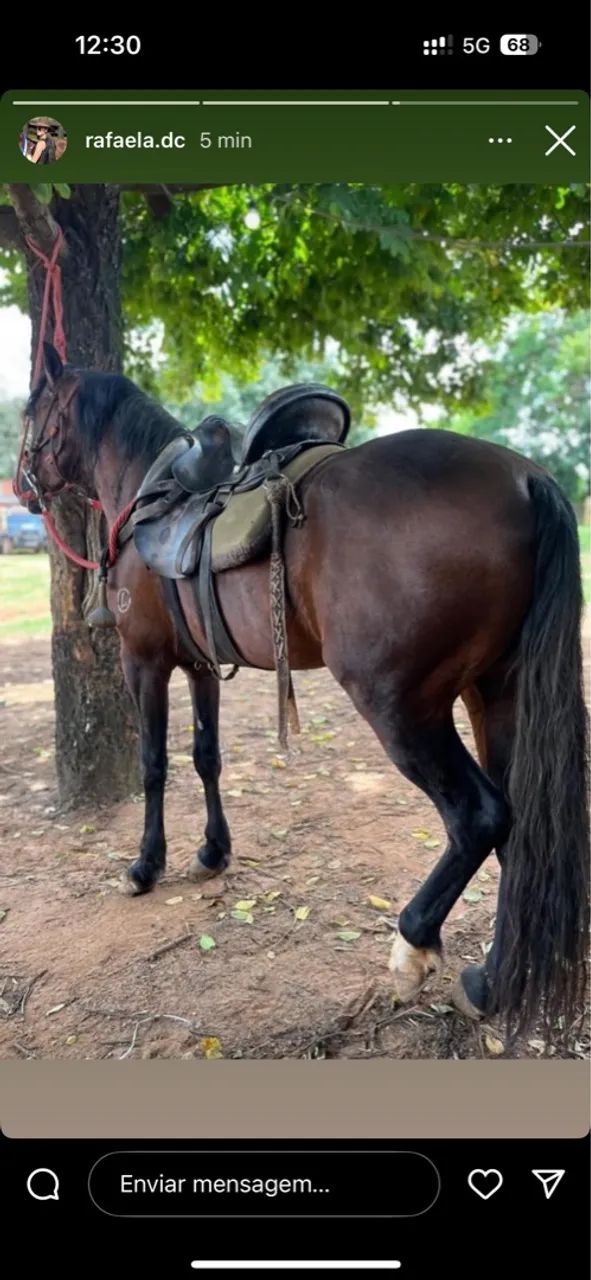 VENDO CAVALO MANGALARGA MACHADOR