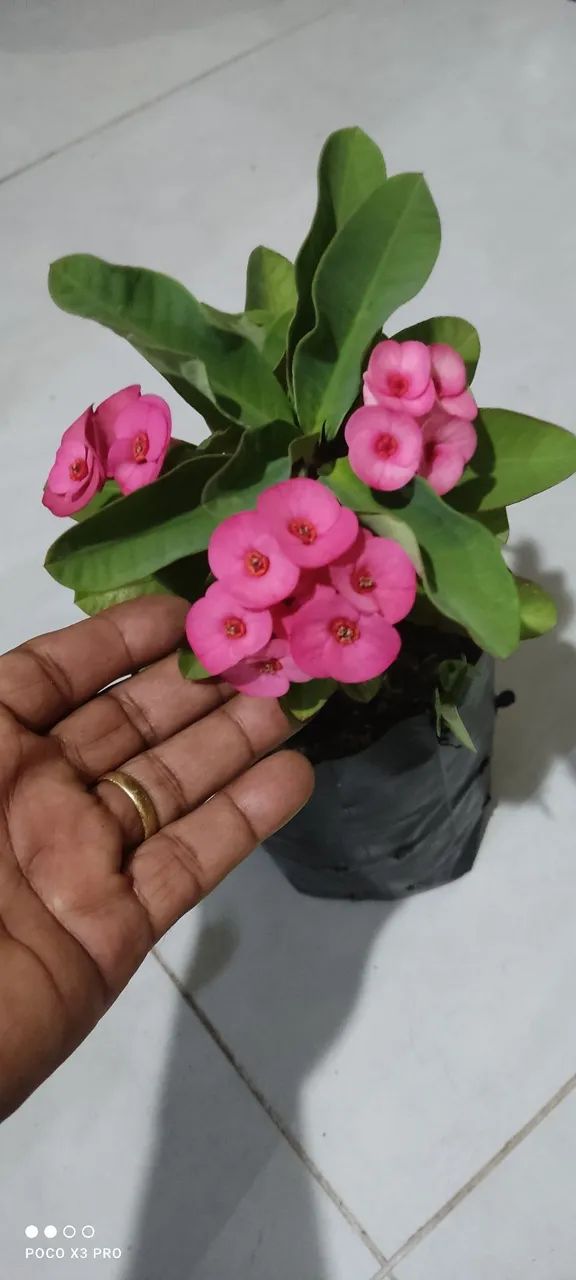 Plantas, frutíferas, árvores enxertadas,  promoção, preço baixo e qualidade. - Foto 4
