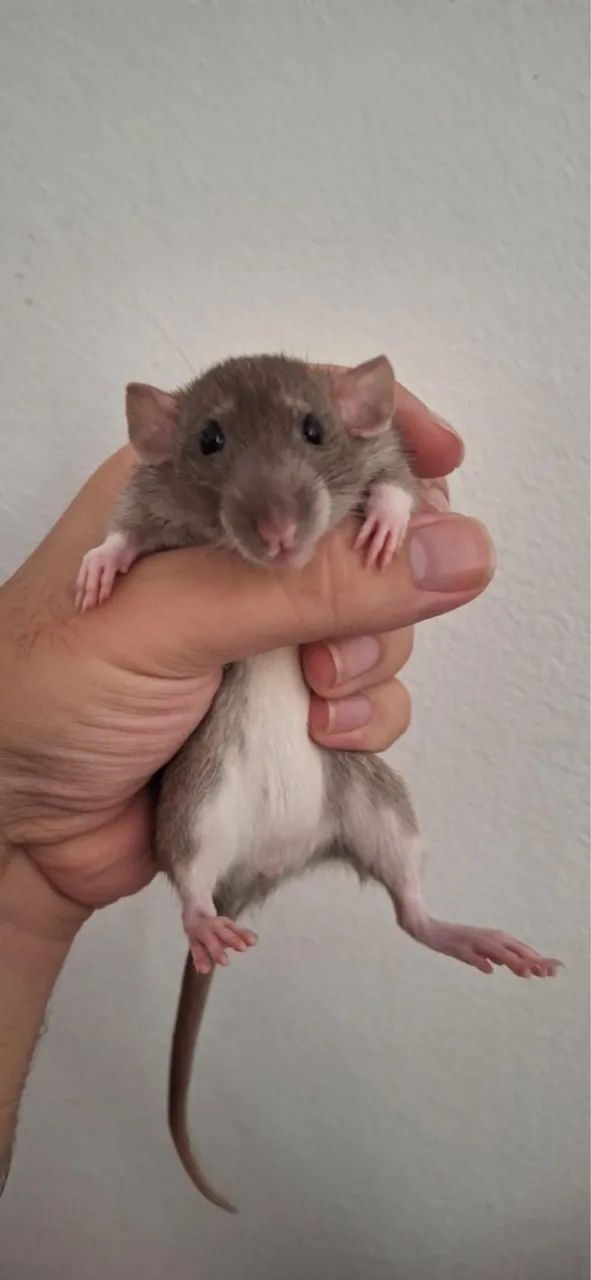 Rato twister  - Foto 4