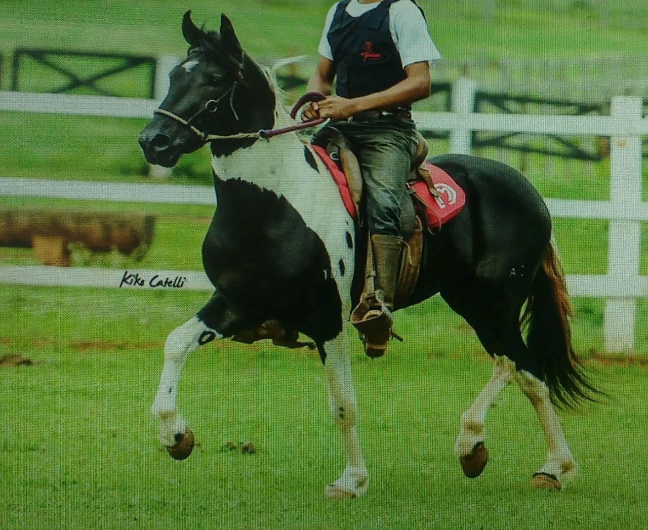 Cavalo Mangalarga Marchador  - Foto 2