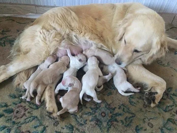 Filhotes de Golden Retriever - Foto 2