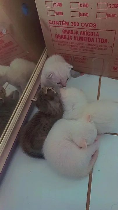 Gatinhos fofinhos para adoção - Foto 5