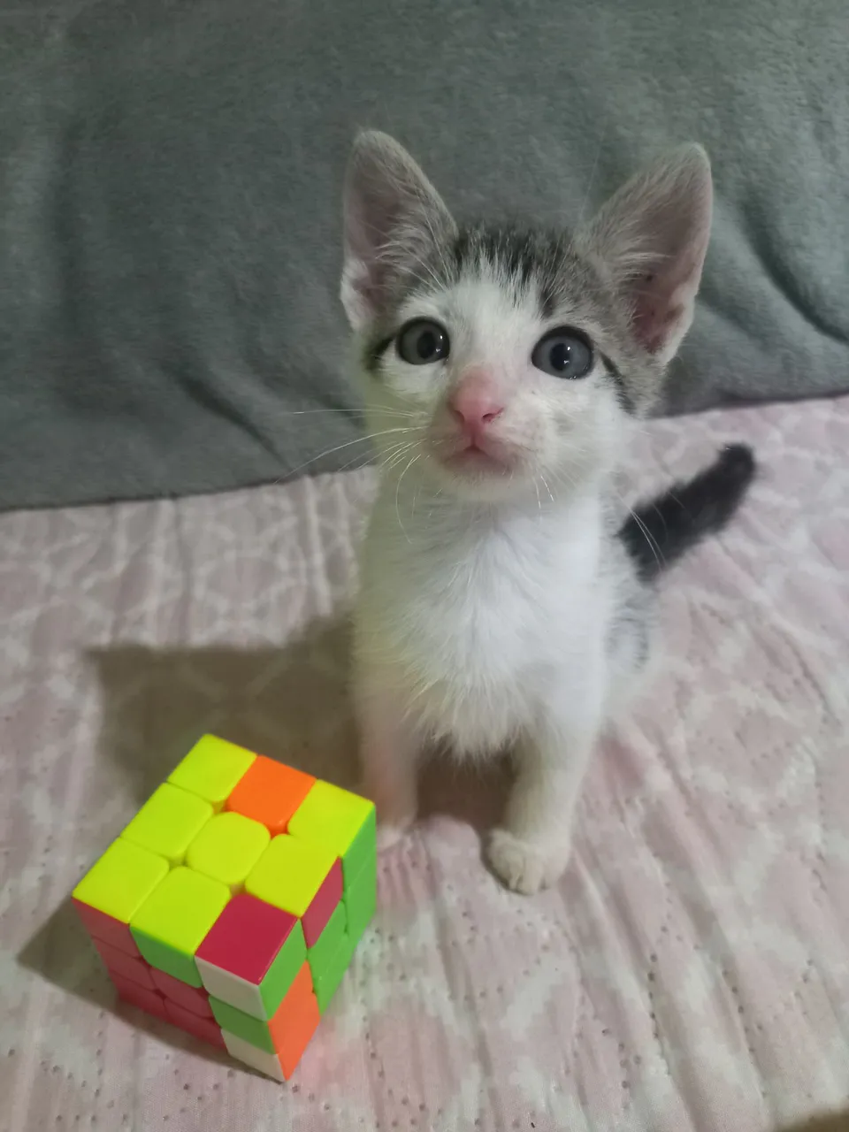 Doa-se lindos gatinhos!