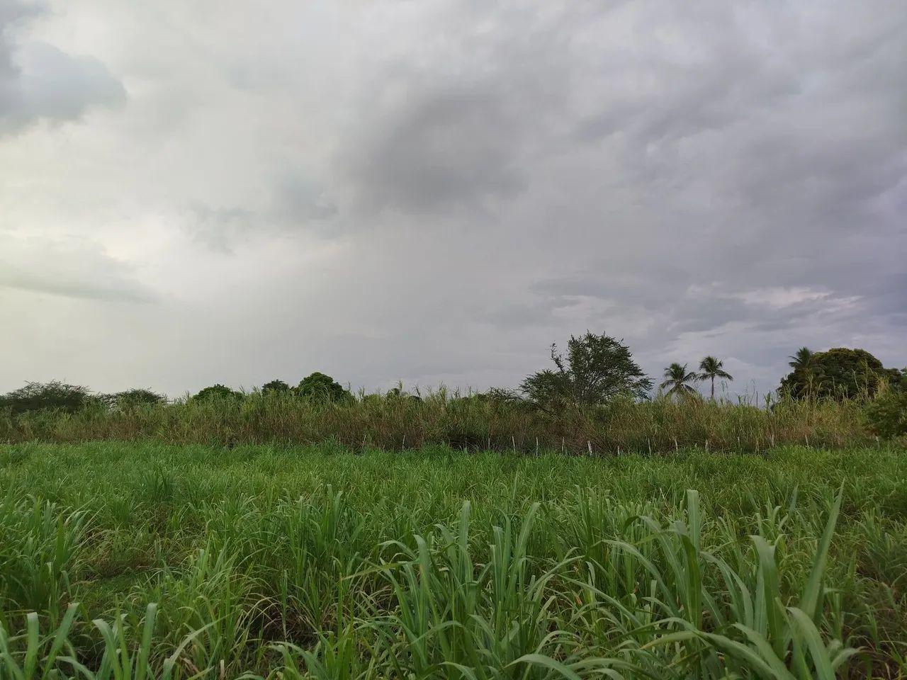 Vendo Capim Elefante - Foto 2