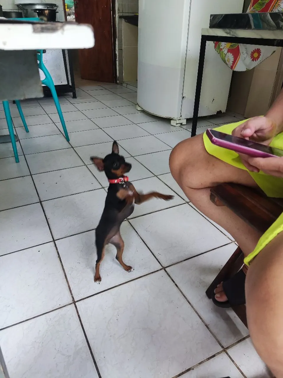 Pinscher fêmea