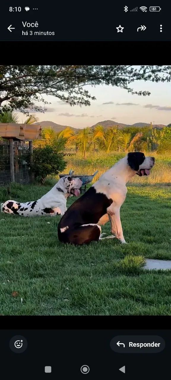 Filhotes Dogue Alemão Gigante  - Foto 4