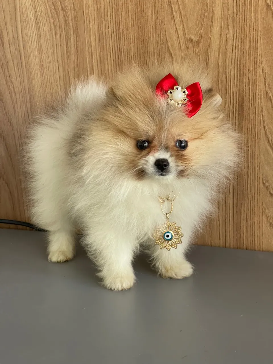 Lulu da pomerania MINI