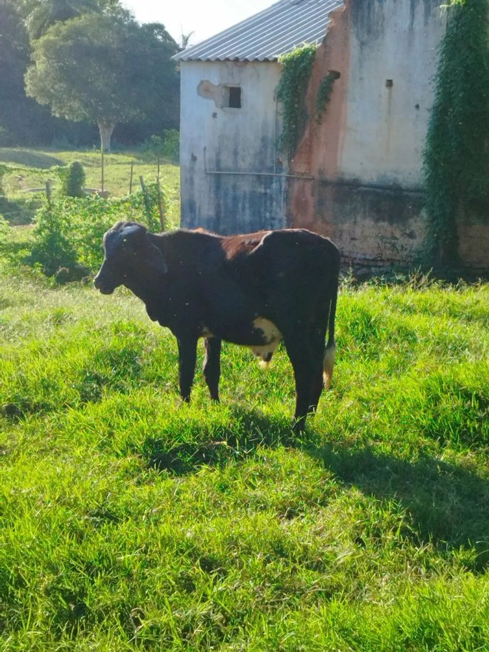 Bezerros Girolanda. - Foto 3