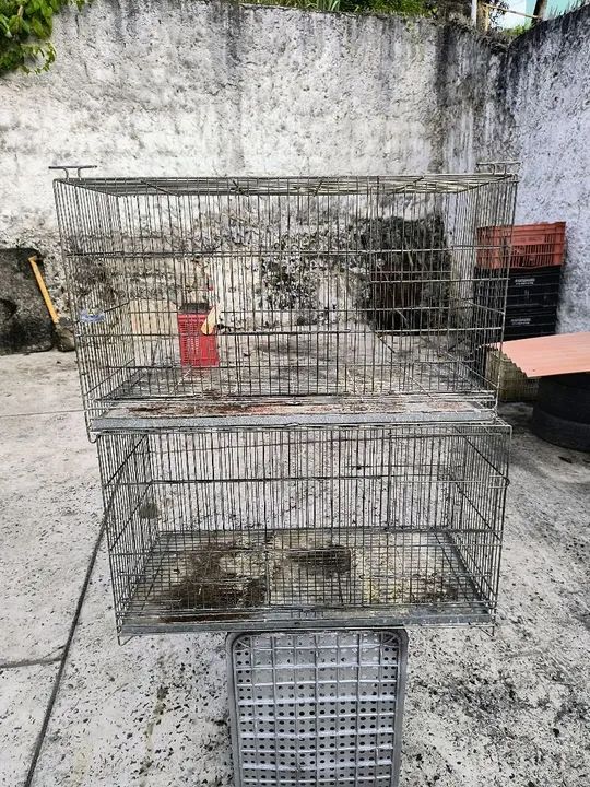 Gaiola criadeiras  - Foto 6