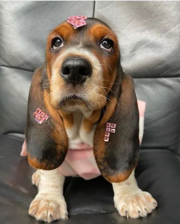 BassetHound Alto Padrão - Foto 3