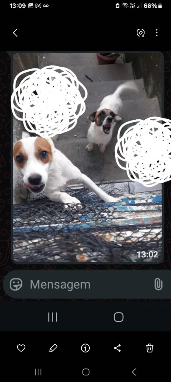 Vende-se jack terrier 