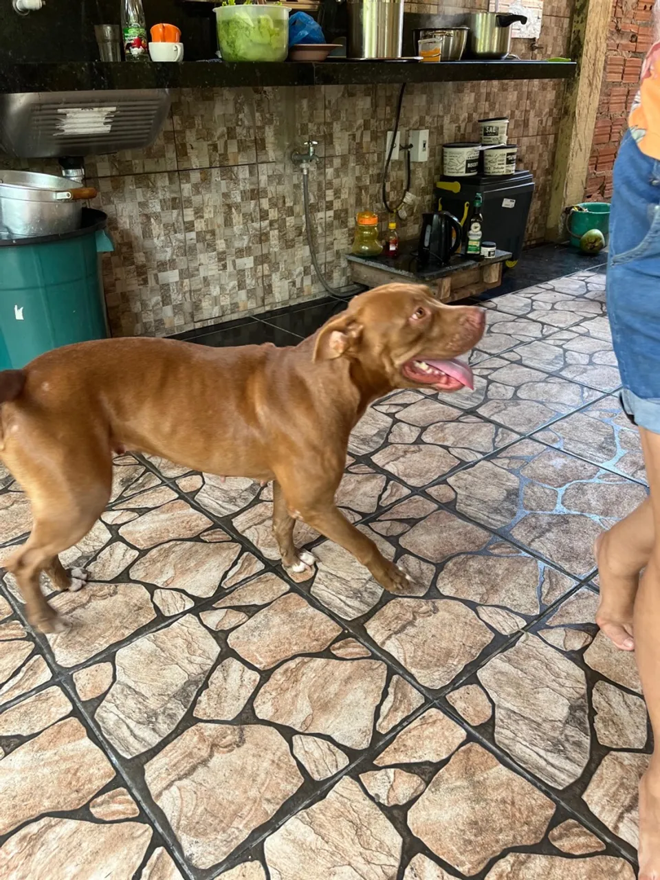 Pitbull para adoção