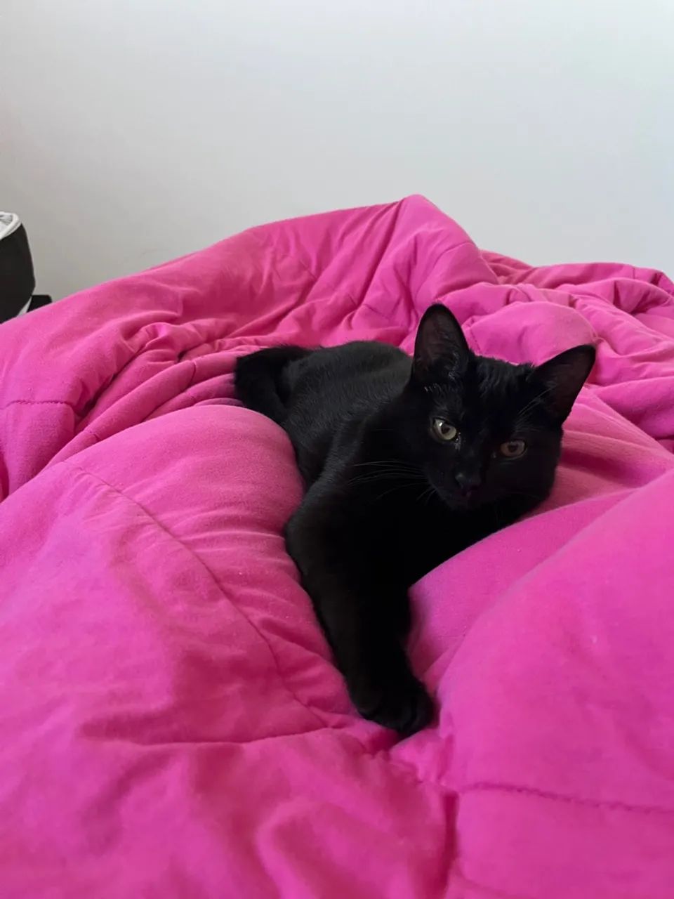 Doação de Gatinha Filhote já Castrada - Foto 2