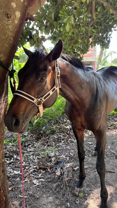 Cavalo puro sangue inglês  - Foto 3