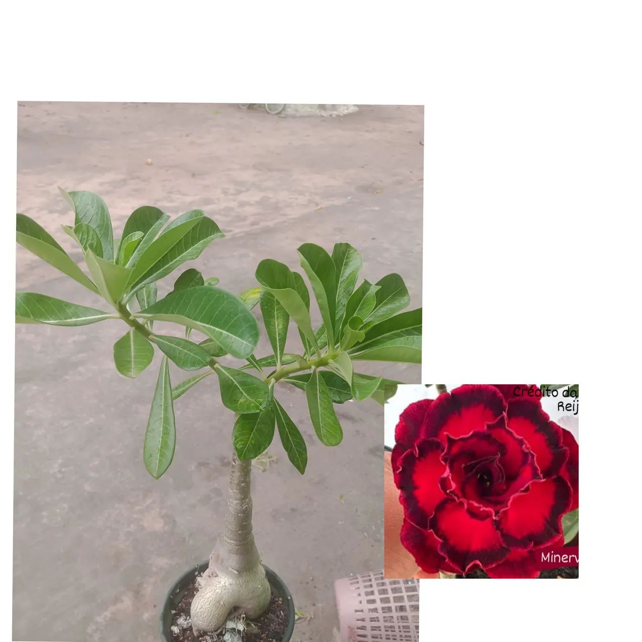 Muda de Adenium obesum