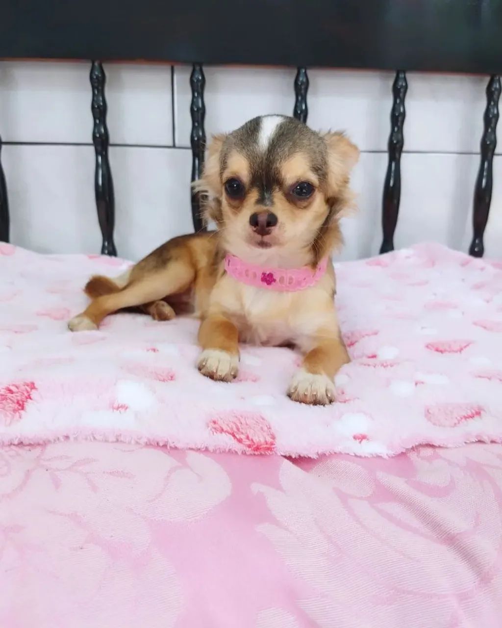 Chihuahua canil especializado Passo Fundo e região canil  - Foto 3