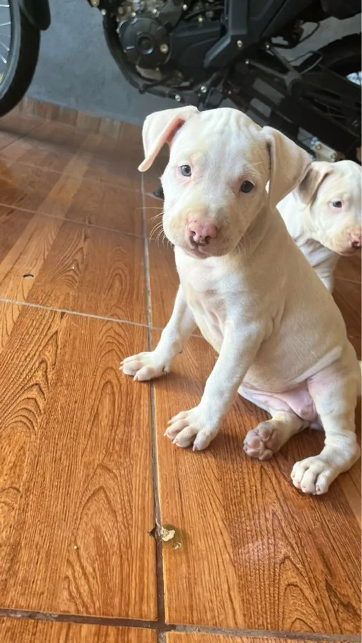 Pitbull Pitt bull  - Foto 2