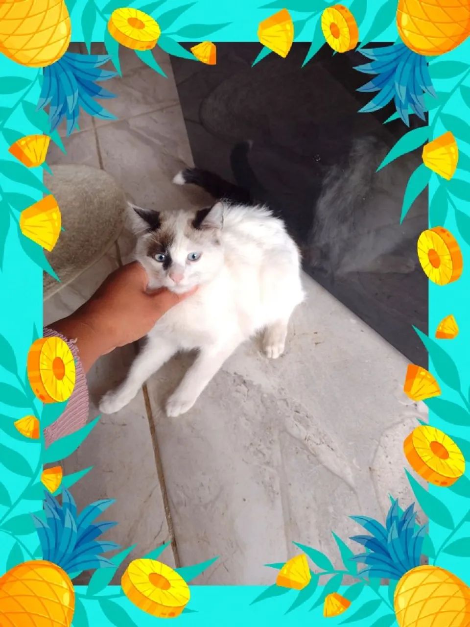 Lindos filhotes de ragdoll  - Foto 5