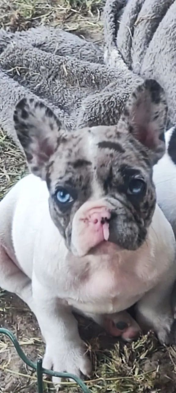 Último filhote Bulldog Francês macho - Foto 2