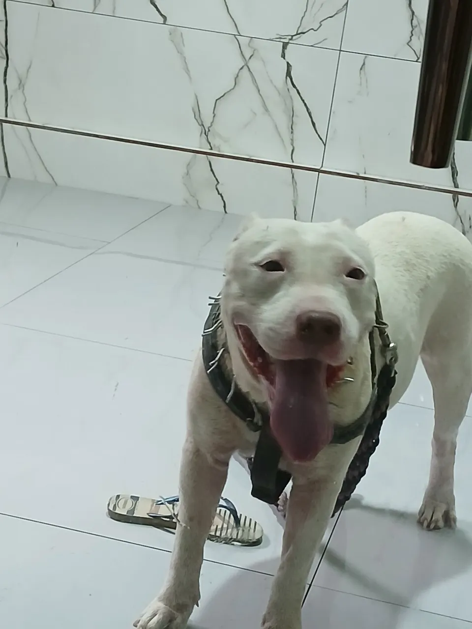 Pitbull branca venda