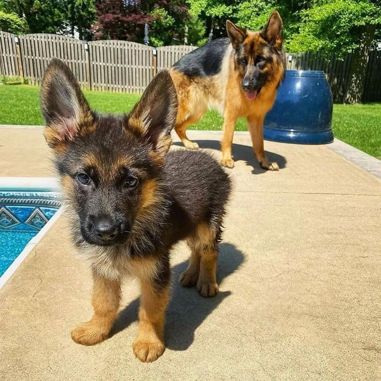 Filhote de Pastor Alemão - um amigo fiel 
