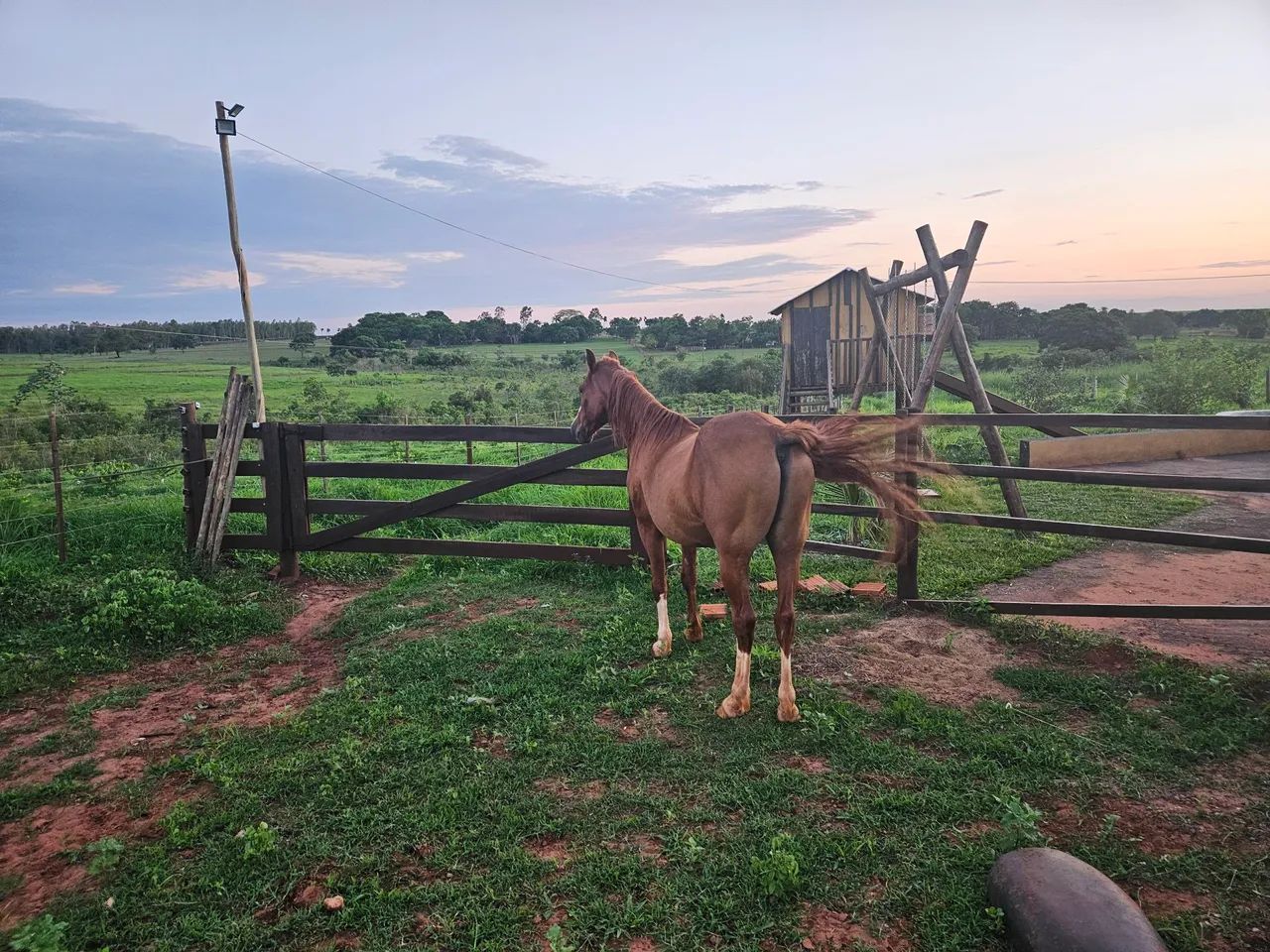 Cavalo manga larga  - Foto 3