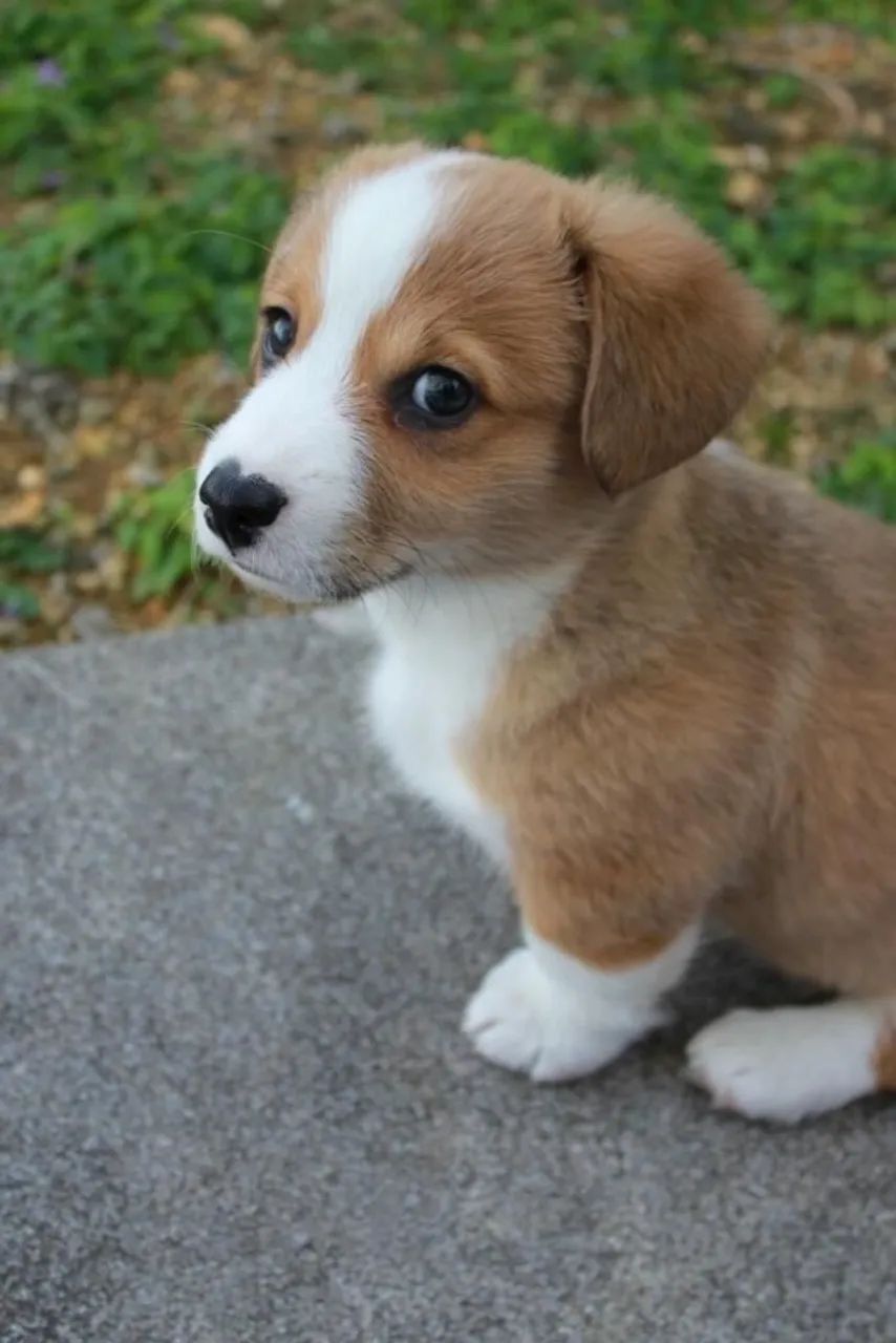 Corgi - entrega Imediata 