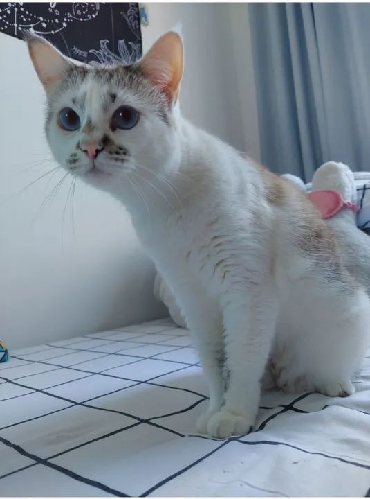 Gata branca para adoção  - Foto 3