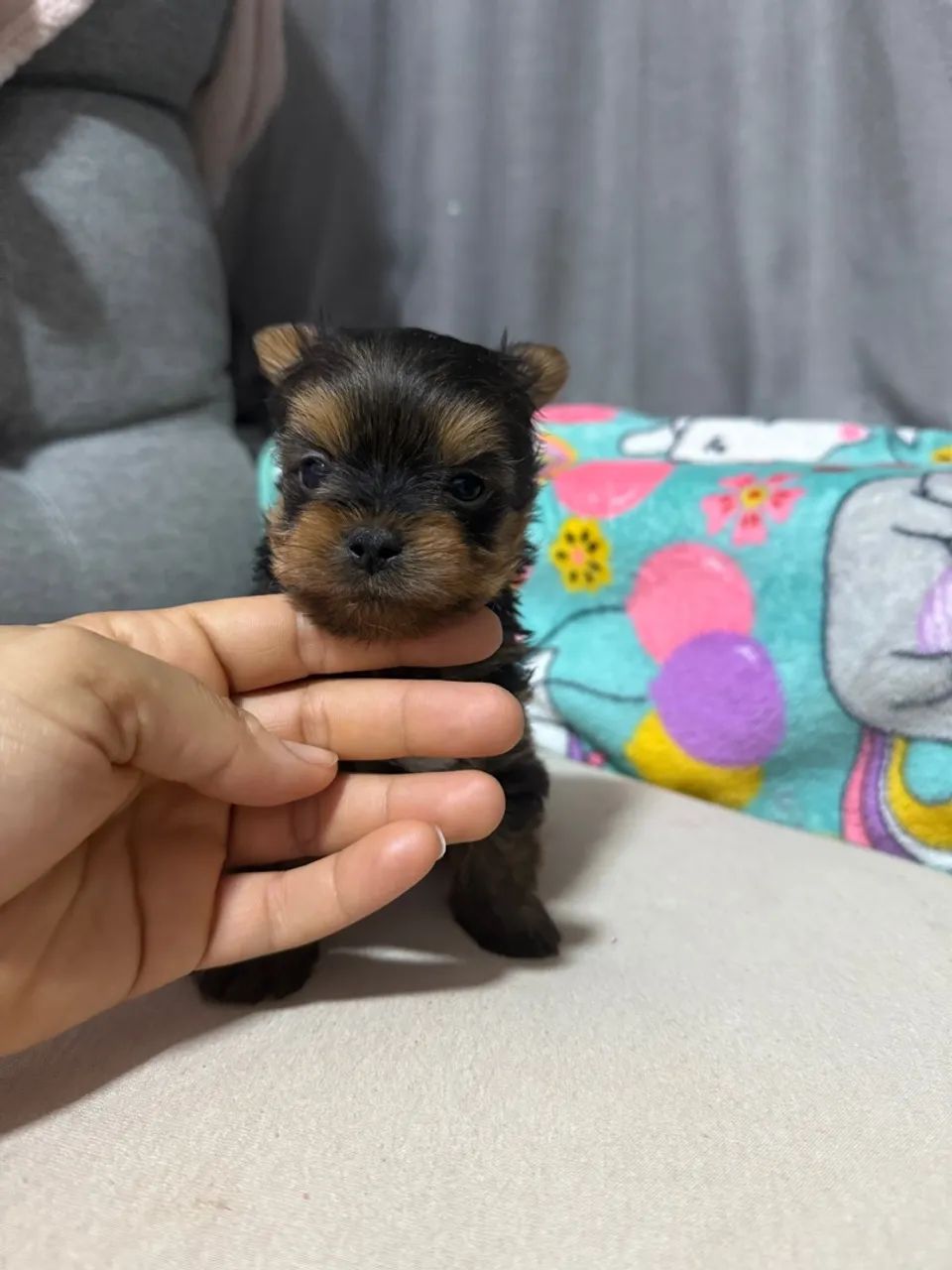 YORKSHIRE TERRIER MICRO - Foto 3