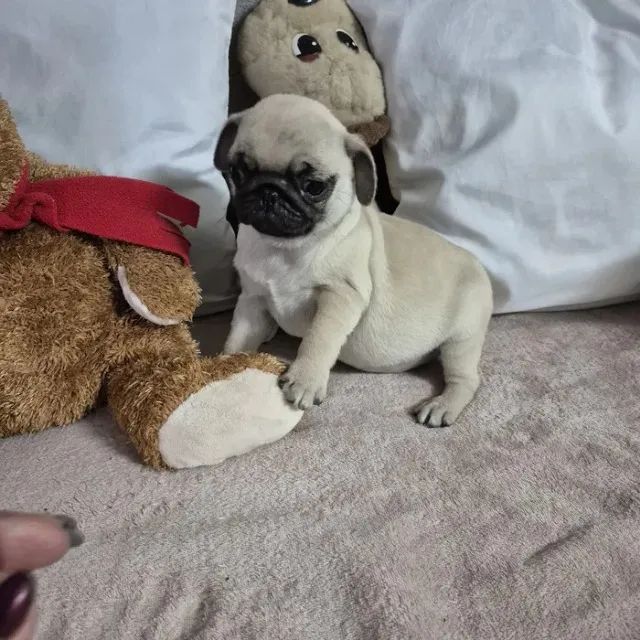 Pug Bolinhas de Pelo Cheias de Amor