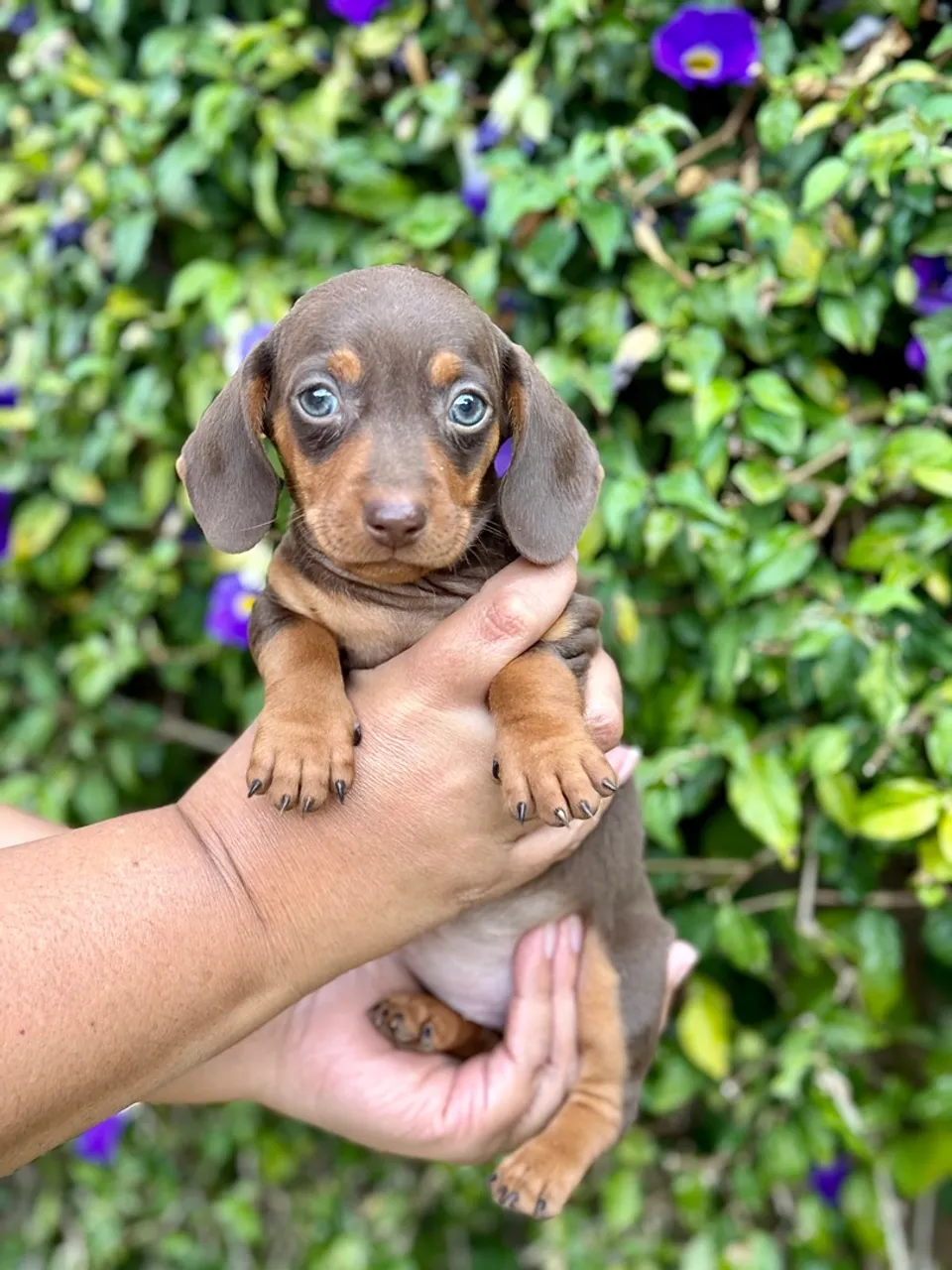 Filhote de Dachshund Miniatura fêmea