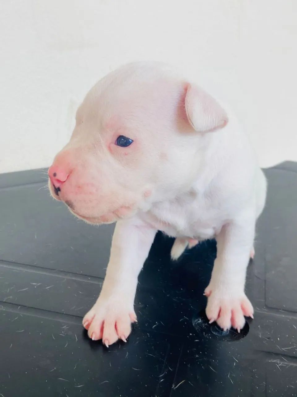 PITBULL 20 dias * chama no ZAP valor 700 reais  - Foto 4