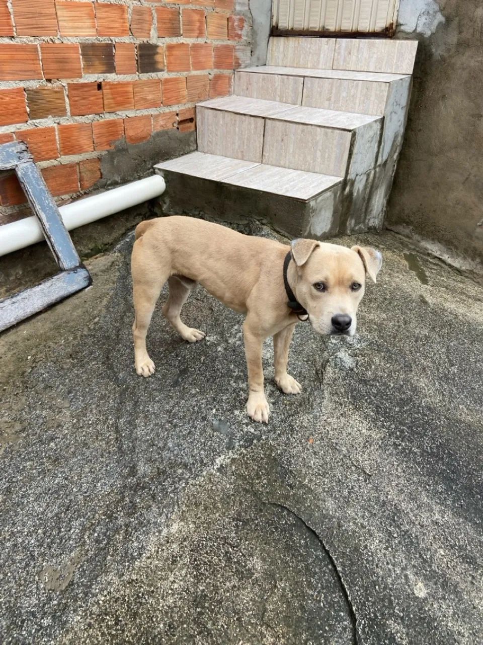 Cachorro adorável para adoção super dócil  - Foto 4