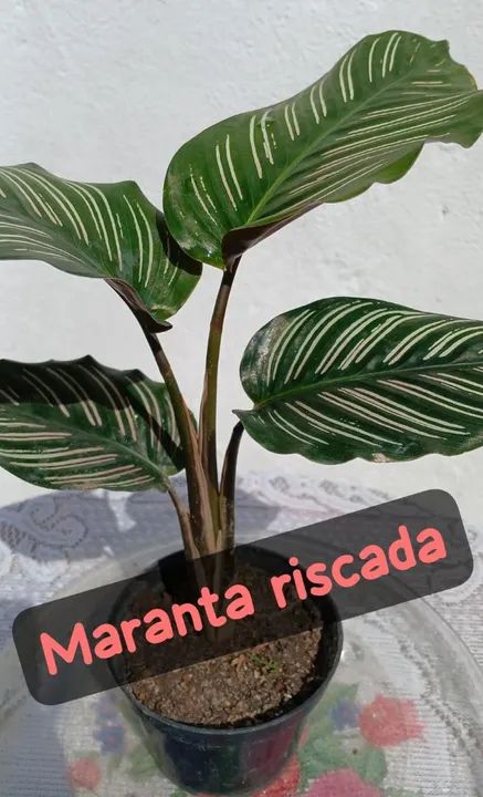 Calathéia Ornata /  Riscada -  - Foto 2