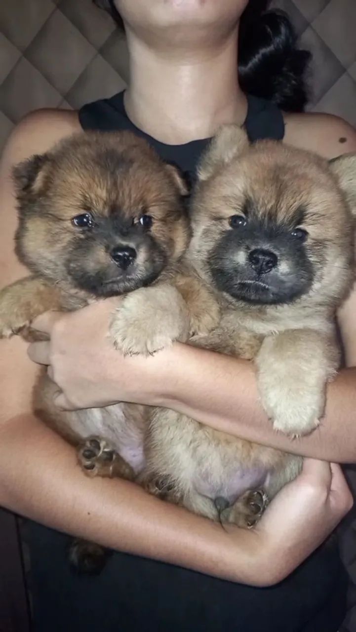 Lindos Filhotes Chow Chow