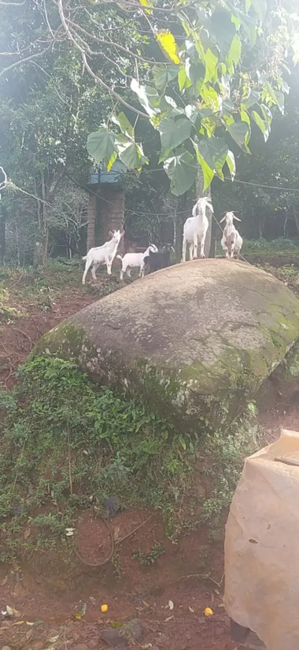 Vendo 2 bodinho e 4 cabritas