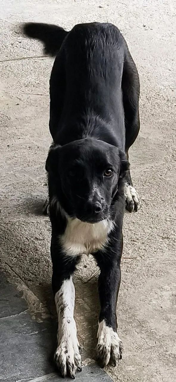 Golden Retriever e vira lata para adoção CONJUNTA - Foto 2