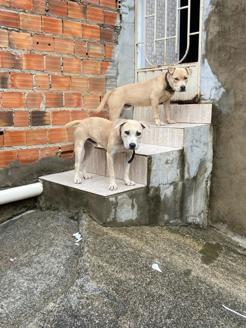 Cachorro adorável para adoção super dócil  - Foto 2