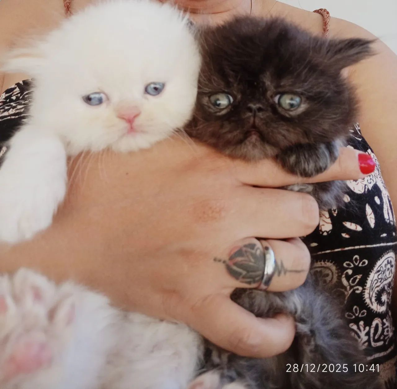 Filhotes de persa padrão show  - Foto 3