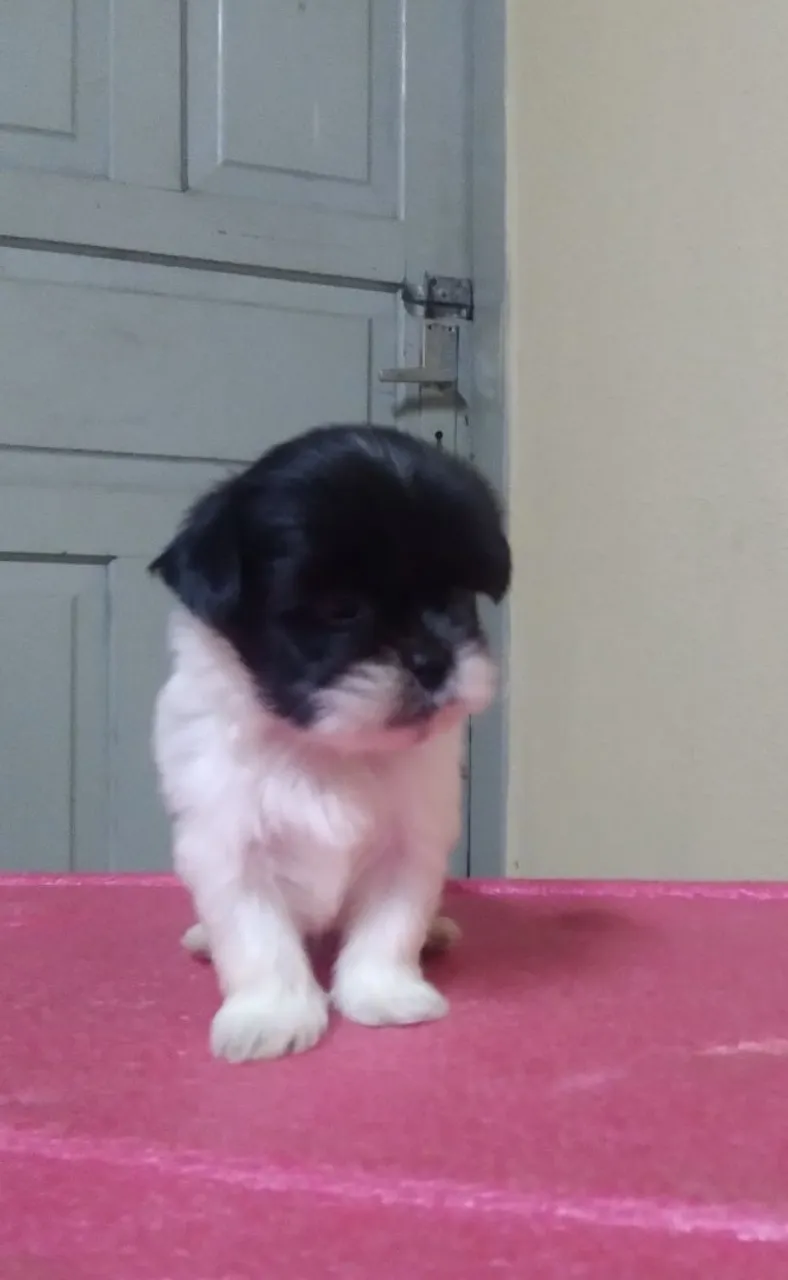  Vendo Filhote Shih Tzu  MACHO